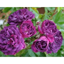 Bleu Magenta / Блю Маджента